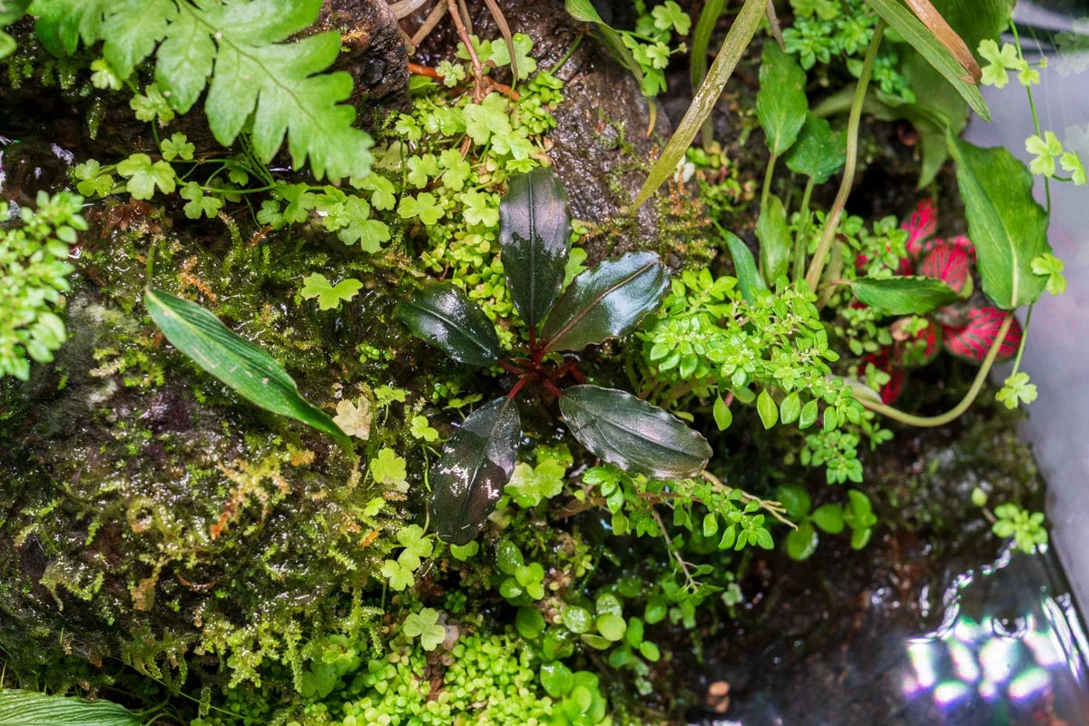 Bucephalandra Alamanda - Image 2