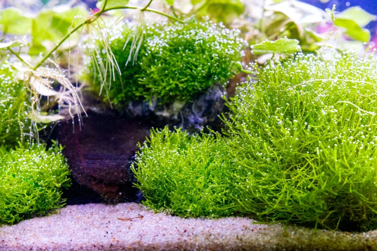 Riccia Fluitans UNS Tissue Culture - Image 2