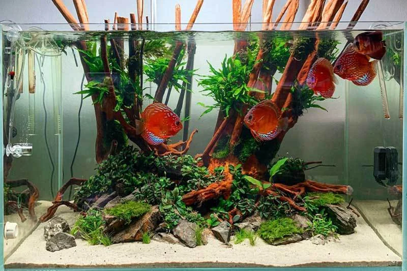 Java Fern Petite - Image 2