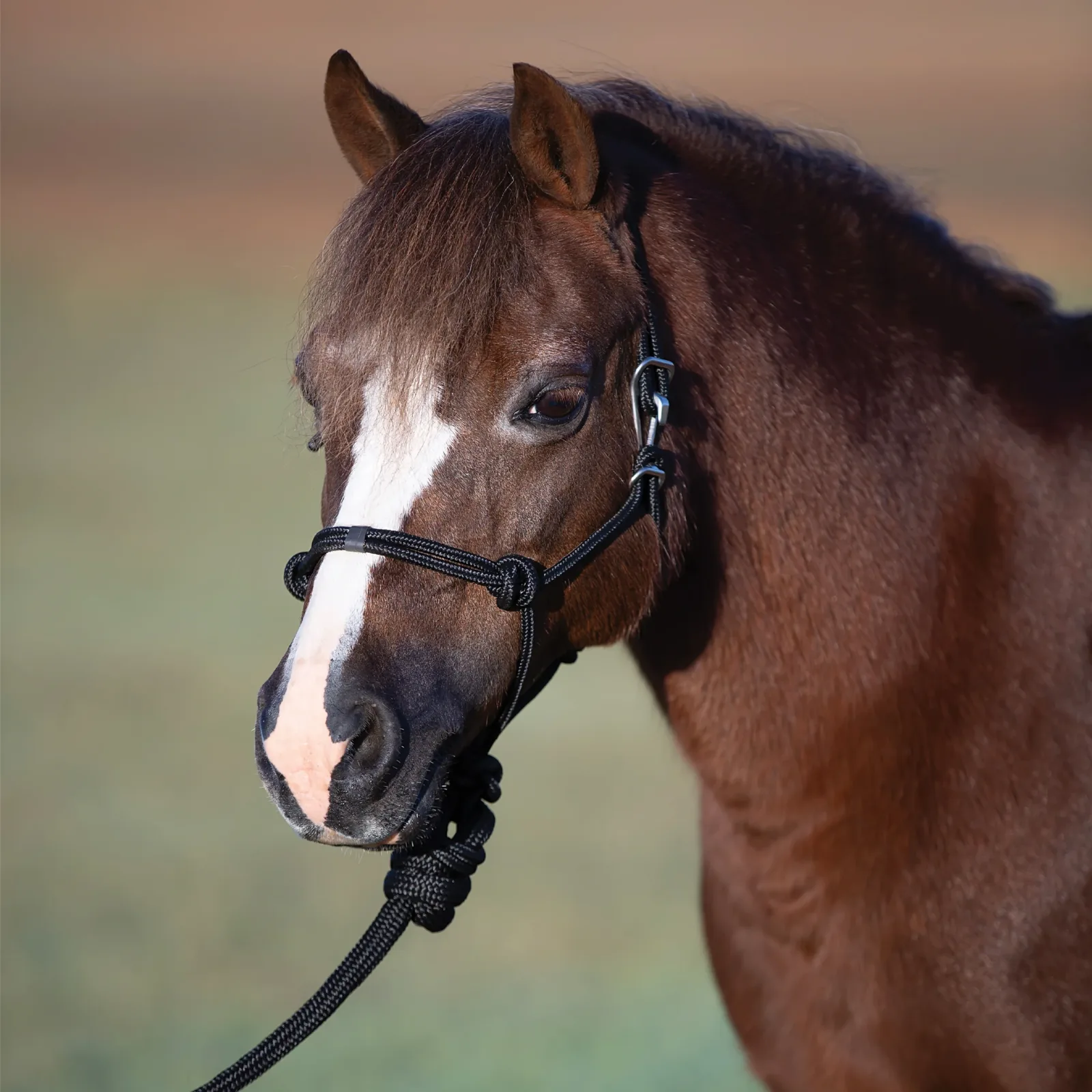 Professional's Choice Easy on Pony Rope Halter with Attached Lead Rope