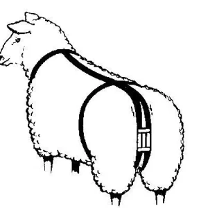 Prolapse Harness