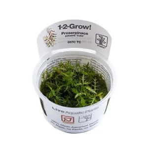 Proserpinaca palustris 'Cuba' Tissue Culture by Tropica