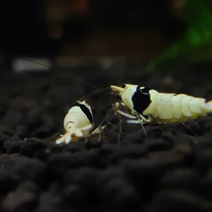 Pure Black Line Caridina Shrimp