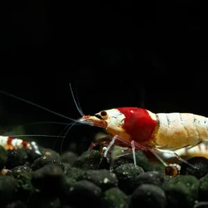 Pure Red Line Caridina Shrimp (PRL Shrimp)