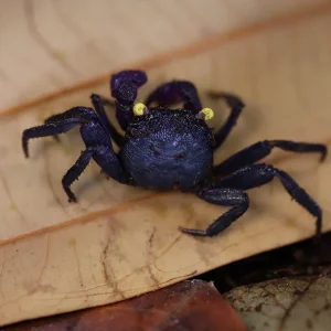 Purple Arm Vampire Crab (Geosesarma noduliferum / bogorensis )