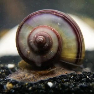 Purple Black Mystery Snail