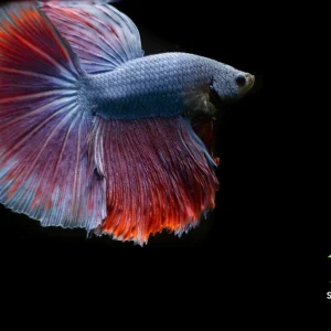Purple Blue Halfmoon Betta Fish