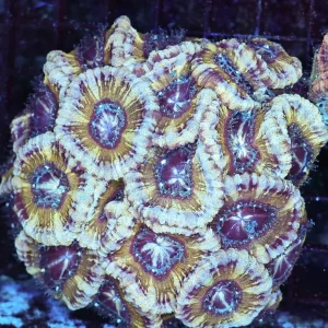 Purple Foam Asian Acan Colony WYSIWYG - SAQ Coral Farm