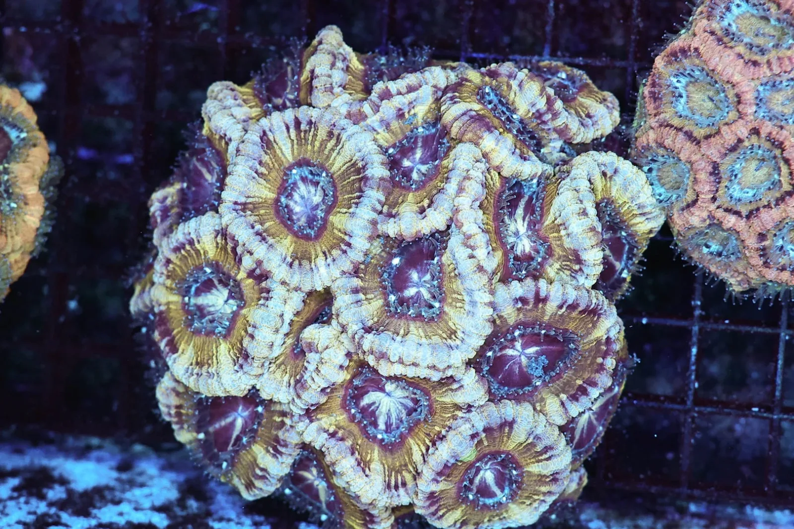 Purple Foam Asian Acan Colony WYSIWYG - SAQ Coral Farm
