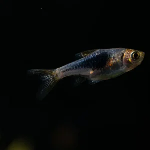 Purple Harlequin Rasbora
