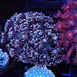 Purple Ice Goniopora WYSIWYG - SAQ Coral Farm