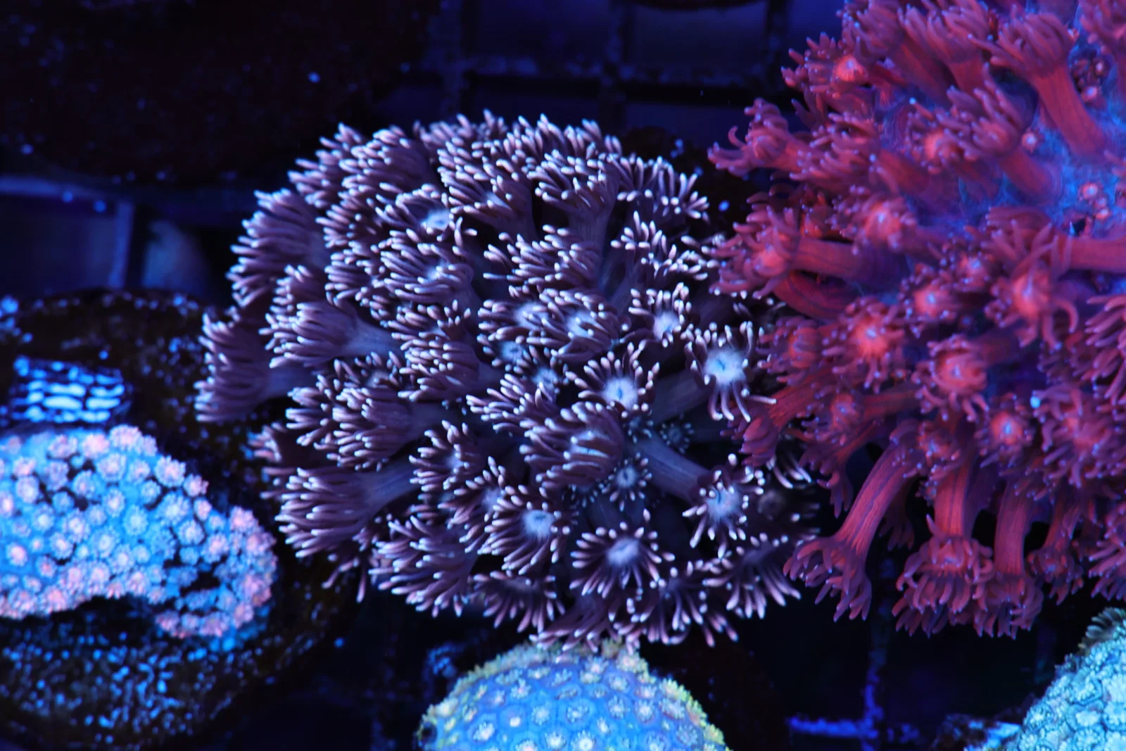 Purple Ice Goniopora WYSIWYG - SAQ Coral Farm