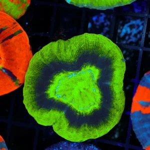 Purple Ring Green Scolymia WYSIWYG - SAQ Coral Farm