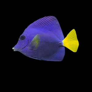 Purple Tang (Zebrasoma xanthurum) - SAQ Chicago Fish