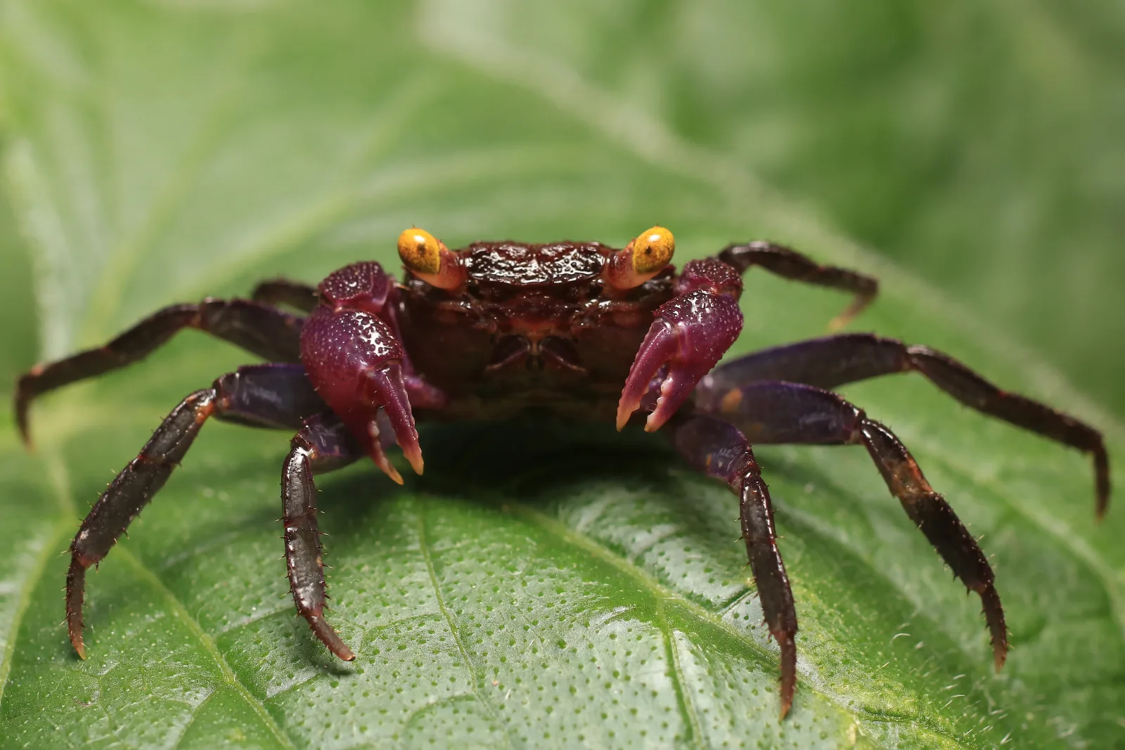 Purple Vampire Crab - Image 2