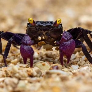 Purple Vampire Crab