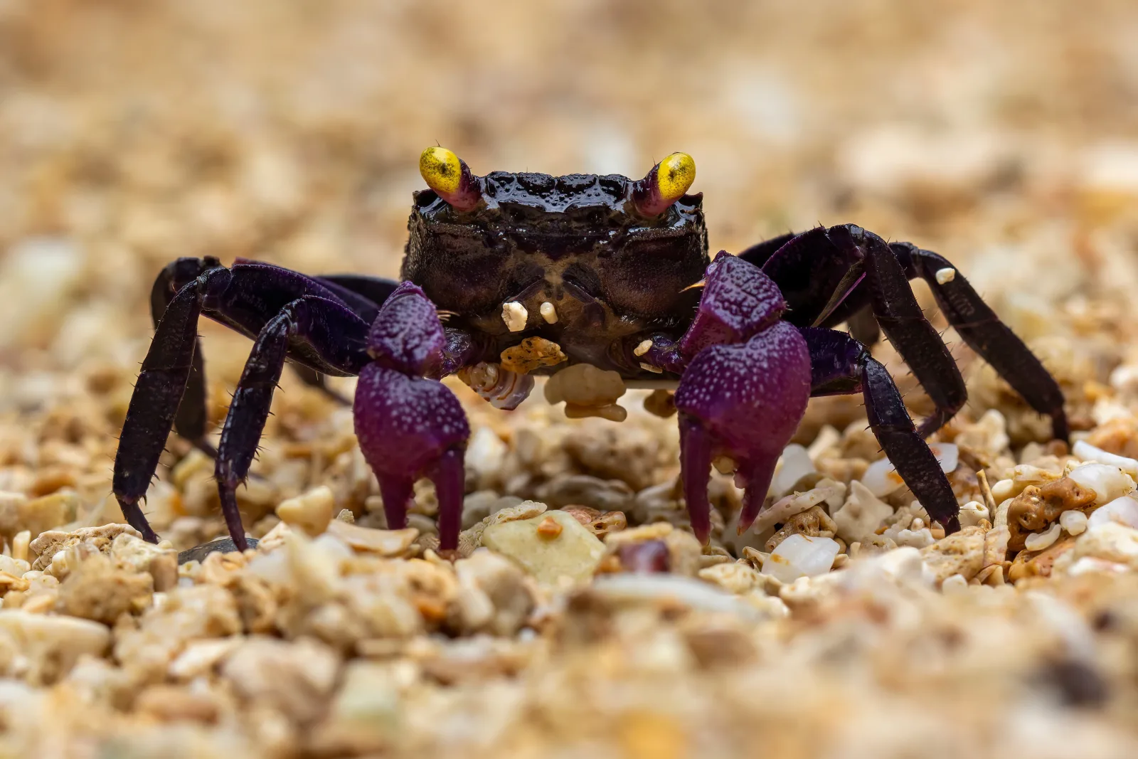 Purple Vampire Crab