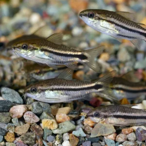 Pygmy Corydoras