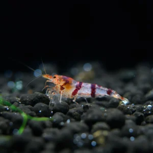 Raccoon Tiger Caridina Shrimp