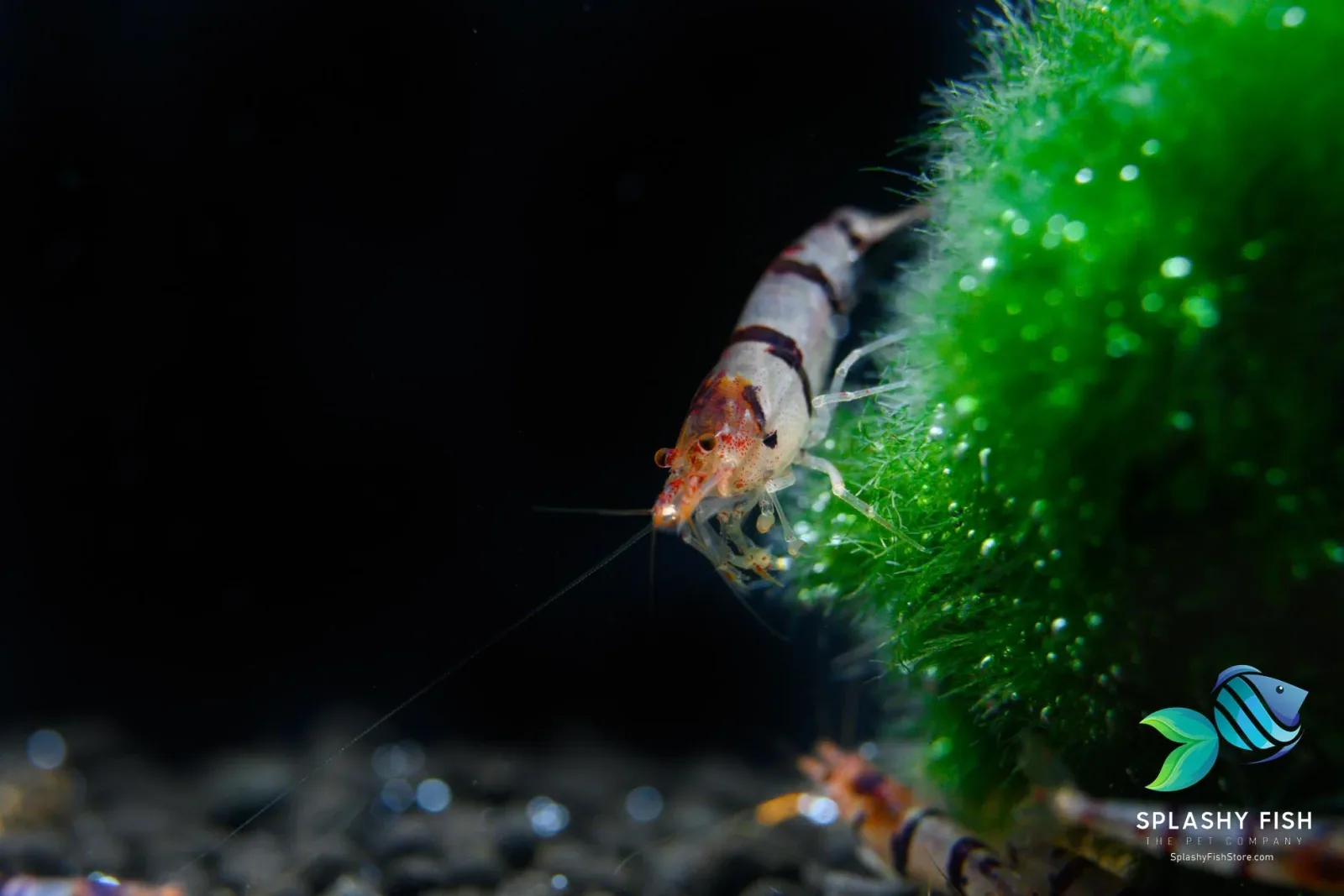 Raccoon Tiger Caridina Shrimp - Image 2