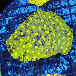 Radioactive Favia Colony WYSIWYG - SAQ Coral Farm