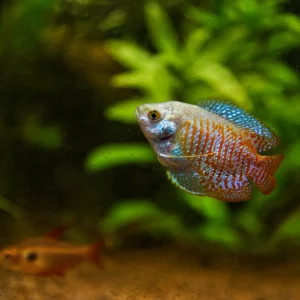 Rainbow Gourami