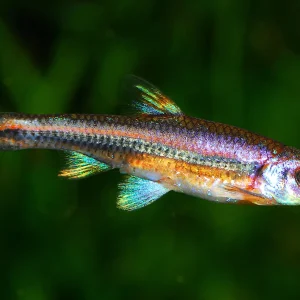 Rainbow Shiner
