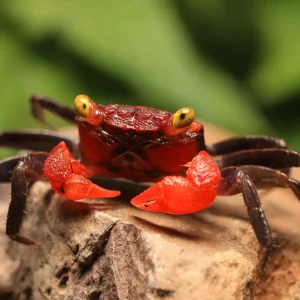 Rainbow Vampire Crab