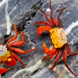 Rainbow Vampire Crab (Geosesarma rouxi "Red Legged")