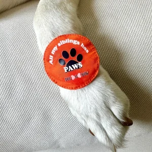 Raksha Bandhan All My Siblings Has Paws Rakhi for Dogs & Cats by Dogobow