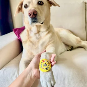 Raksha Bandhan Family's Favourites Rakhi for Dogs & Cats by Dogobow
