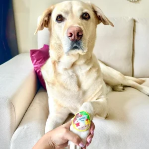 Raksha Bandhan Goodest Boy Rakhi for Dogs & Cats by Pawgypets