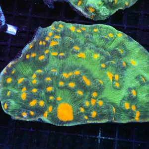 Rampage Chalice Coral Colony WYSIWYG - SAQ Coral Farm