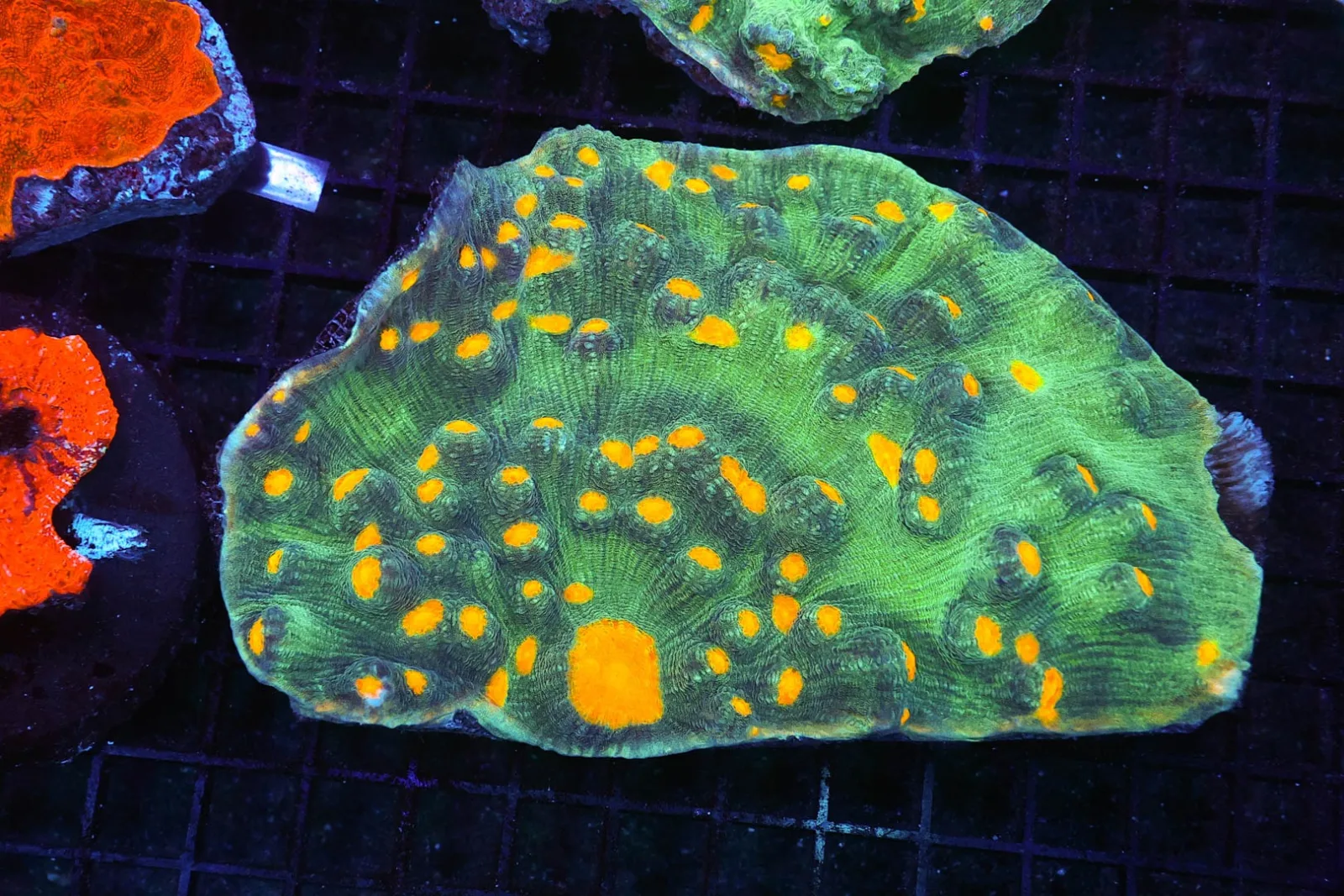 Rampage Chalice Coral Colony WYSIWYG - SAQ Coral Farm