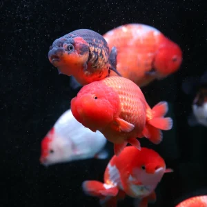 Ranchu Goldfish