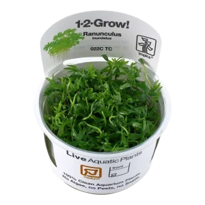 Ranunculus inundatus Tissue Culture by Tropica