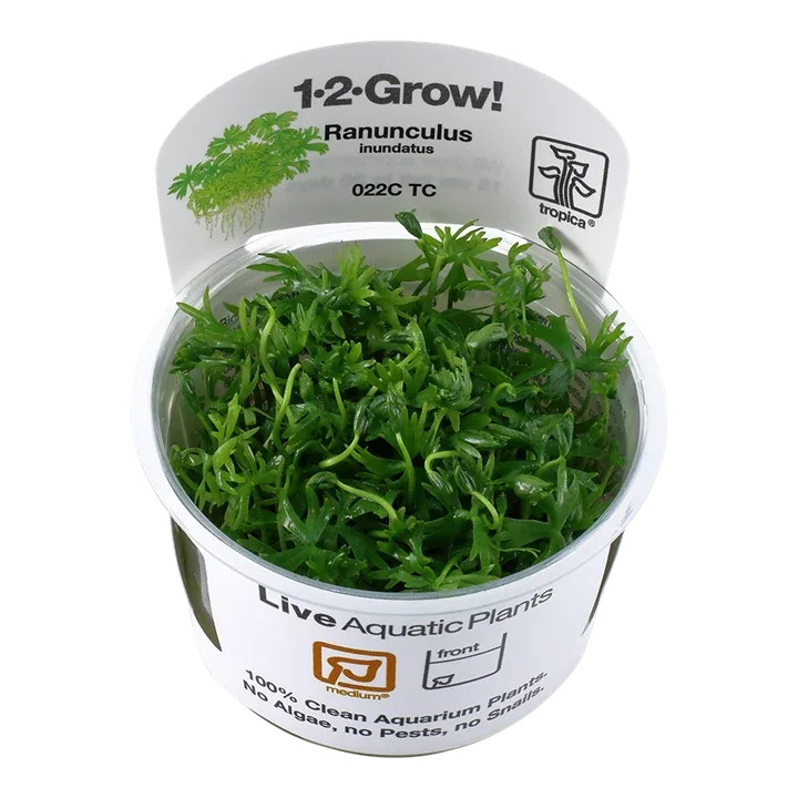 Ranunculus inundatus Tissue Culture by Tropica