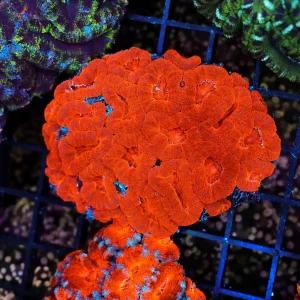 Red Acan Colony WYSIWYG - SAQ Coral Farm
