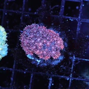Red And Blue Goniopora Coral WYSIWYG - SAQ Coral Farm