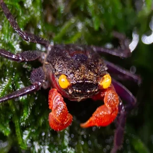 Red Arm Chocolate Vampire Crab (Geosesarma sp.)