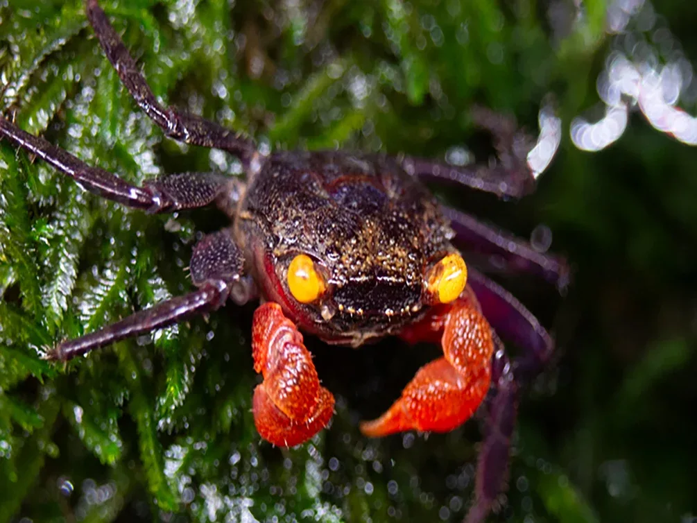 Red Arm Chocolate Vampire Crab (Geosesarma sp.)