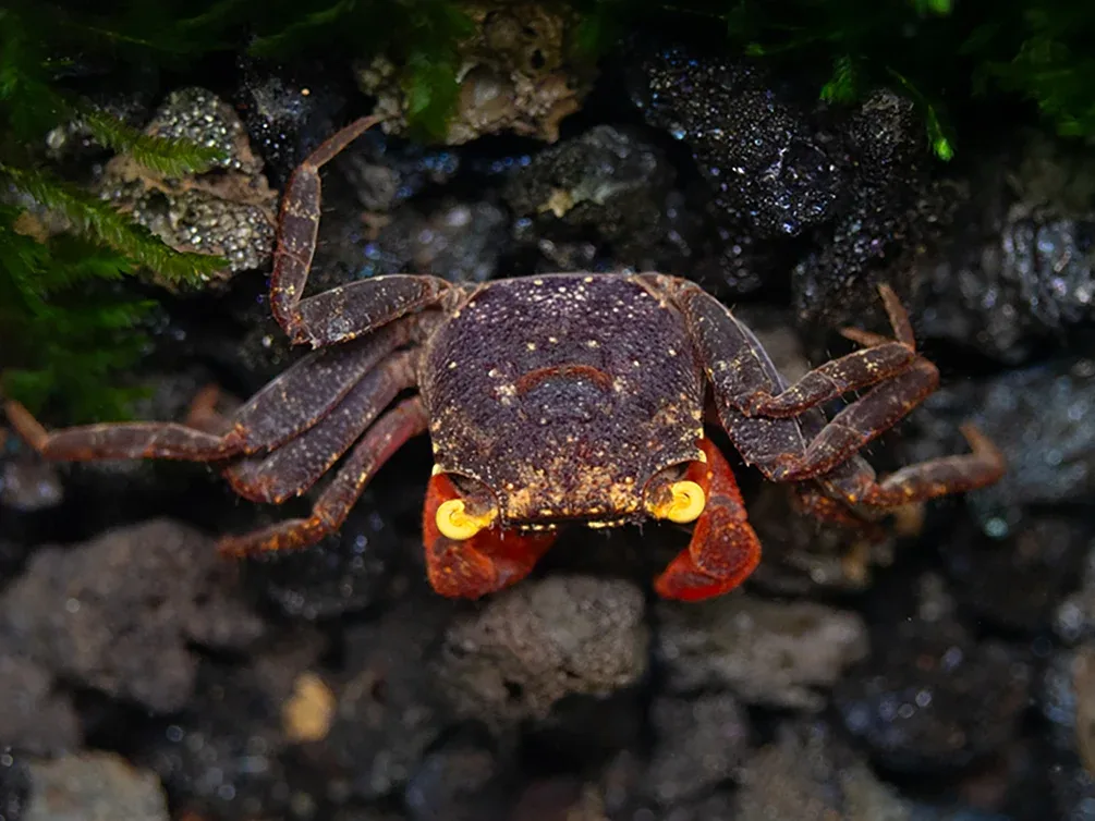 Red Arm Chocolate Vampire Crab (Geosesarma sp.) - Image 2