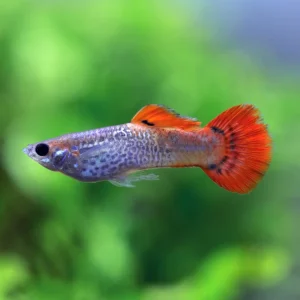Red Blonde Guppy Fish