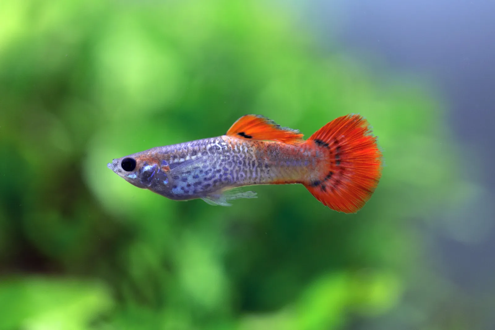 Red Blonde Guppy Fish
