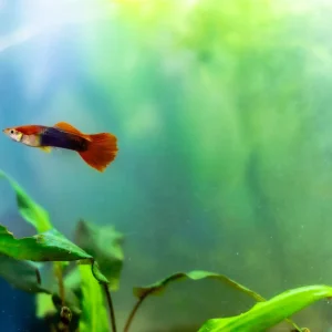 Red Blonde Tuxedo Guppy Fish