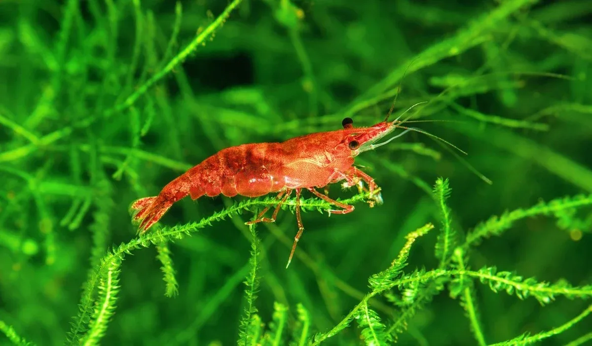 Red Cherry Shrimp - Image 2