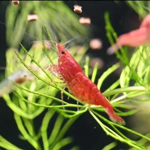 Red Cherry Shrimp