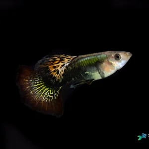 Red Dragon Guppy Fish