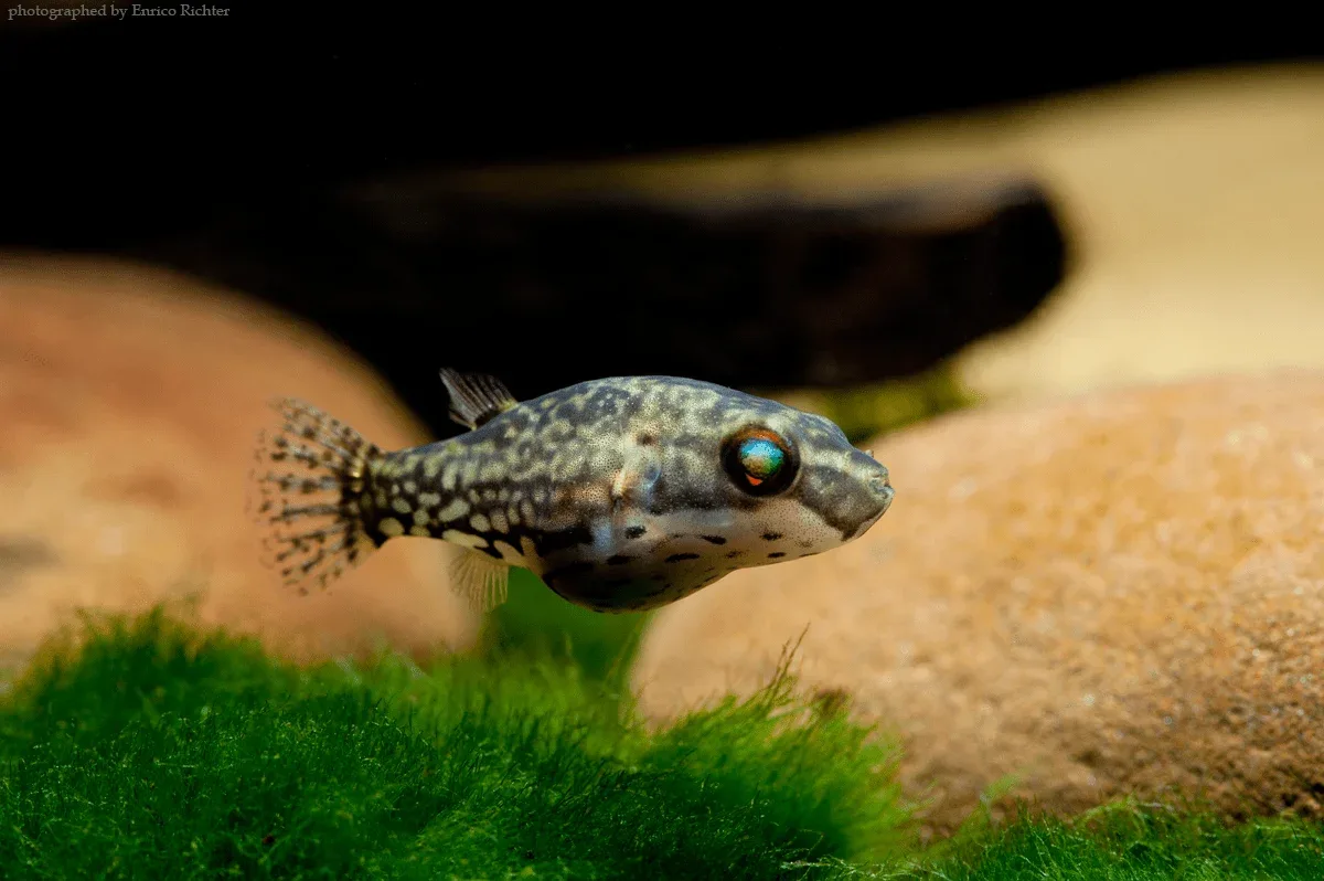 Red Eye Red Tail Puffer (Carinotetraodon irrubesco) - Image 2