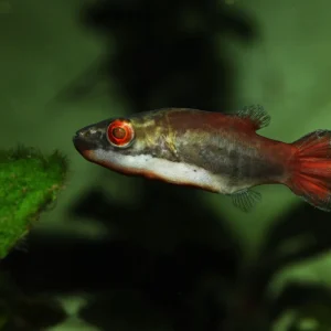 Red Eye Red Tail Puffer (Carinotetraodon irrubesco)